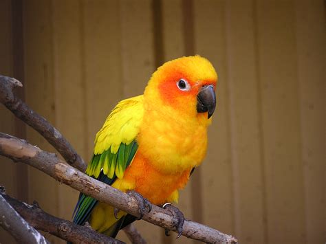 飼養鳥類